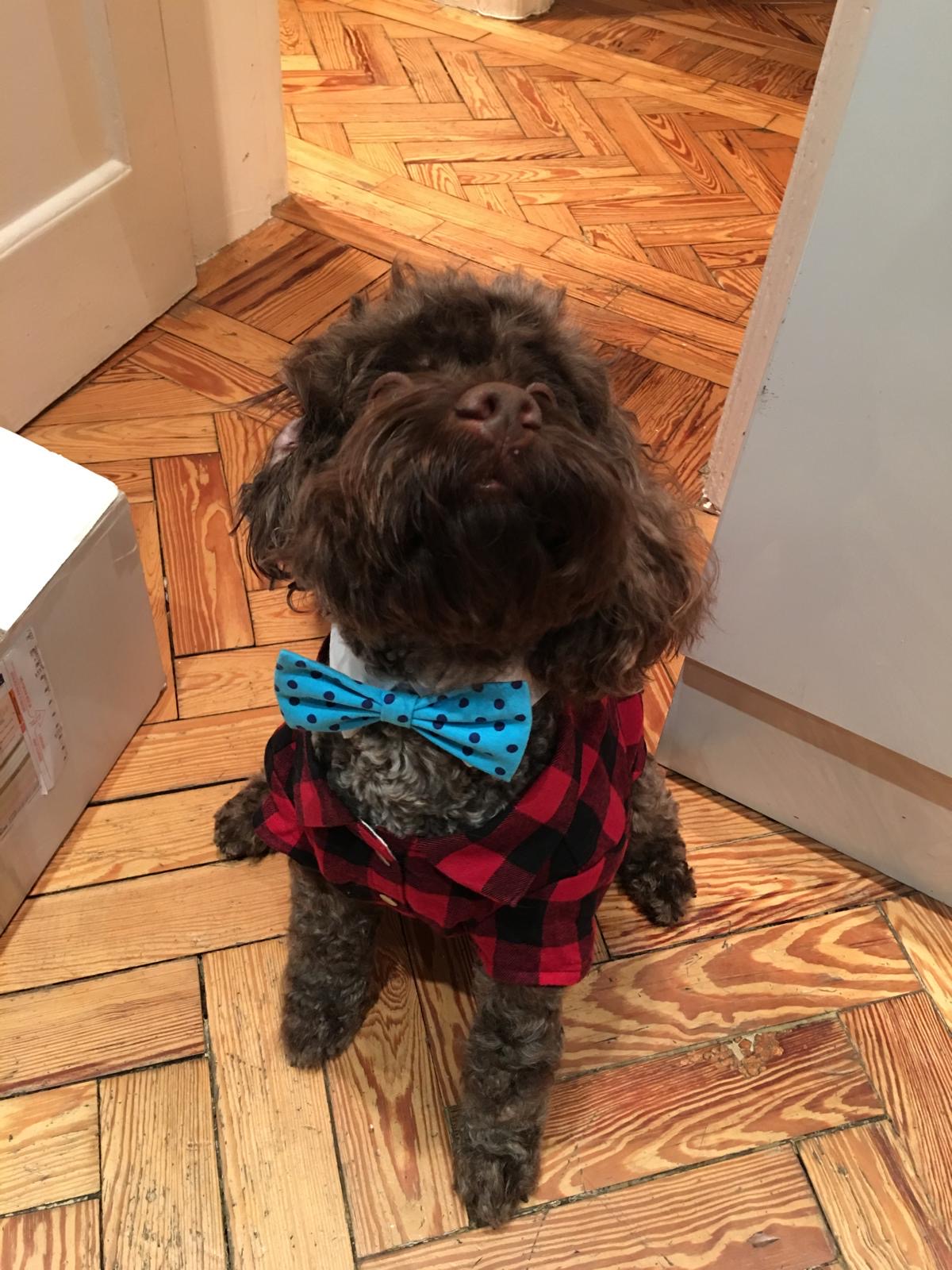 Cadbury, the Willoughby Place mascot, a chocolate-brown cockapoo in a red check shirt and blue bow tie